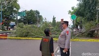 Cabang pohon beringin yang roboh merupakan batang yang lapuk. Usia pasti pohon beringin itu belum diketahui, namun dipastikan tergolong pohon tua. (Foto: Robby Bernardi/detikJateng)