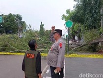 Penampakan Beringin Tumbang Tewaskan 2 Jemaah Salat Id di Alun-alun Pemalang
