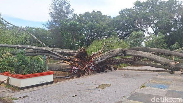 Penampakan pohon beringin yang tumbang kembali di Alun-alun Pemalang, Senin (31/3/2025).
