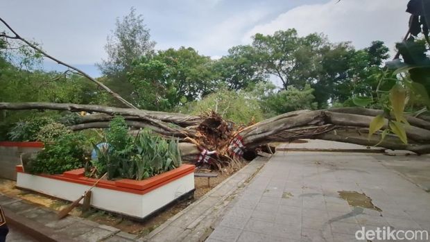 Penampakan pohon beringin yang tumbang kembali di Alun-alun Pemalang, Senin (31/3/2025).
