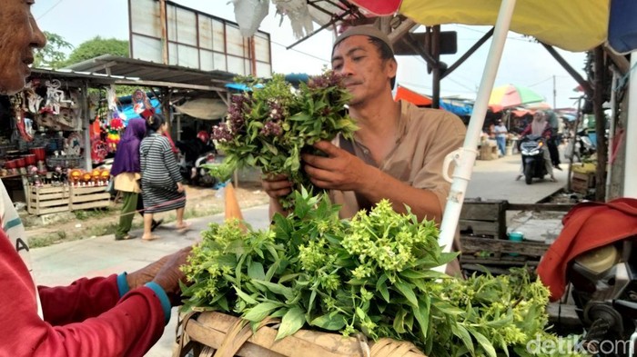 Potret bunga selasih