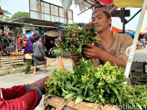 Lebaran dan Bunga Selasih Kesukaan Sunan Gunung Jati