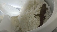 Gara-gara rice cooker tak ditutup dengan benar, ada cicak masuk! Alhasil yang mau makan nasi langsung mual. Foto: Bored Panda