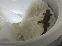 10 Temuan Makanan Zonk yang Bikin Selera Makan Langsung Hilang