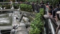 Pengunjung melihat burung pelikan (Pelecanus onocrotalus) di Taman Margasatwa Ragunan, Jakarta, Selasa (1/4/2025). ANTARA FOTO/Fauzan