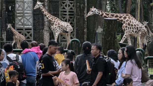 Pengunjung melihat jerapah di Taman Margasatwa Ragunan, Jakarta, Selasa (1/4/2025). Pengelola Taman Margasatwa Ragunan mencatat pada libur Idul Fitri 1446 H, Selasa (1/4) hingga pukul 13.00 WIB jumlah pengunjung mencapai 48.500 orang. ANTARA FOTO/Fauzan/nym.