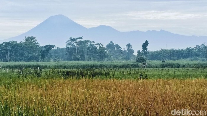 Gunung Semeru erupsi setinggi 700 meter
