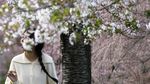 Cantiknya Bunga Sakura Bermekaran di Distrik EUR Roma