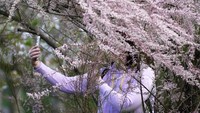 Momen pohon sakura yang sedang berbunga menjadi daya tarik warga.