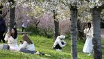 Cantiknya Bunga Sakura Bermekaran di Distrik EUR Roma