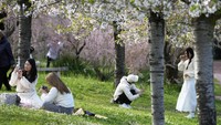 Banyak sekali yang berswafoto di dekat pohon sakura tersebut.