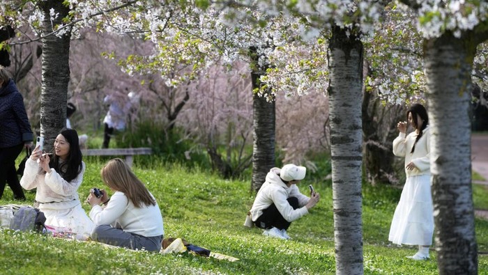 A woman poses for a picture under a tree in bloom in the Rome's EUR district, Monday, March 31, 2025. (AP Photo/Gregorio Borgia)