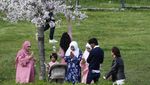 Cantiknya Bunga Sakura Bermekaran di Distrik EUR Roma