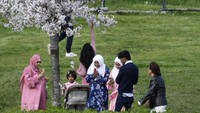 Warga mengajak keluarga untuk melihat langsung bunga sakura.