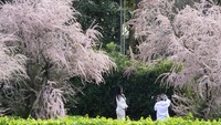 Penampakan bunga sakura bermekaran di distrik EUR Roma, Italia, Senin (31/3/2025).