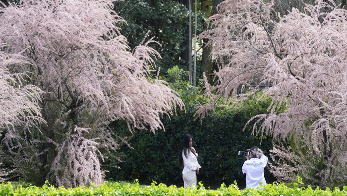 Italy Cherry BlossomaCantiknya Pohon Sakura Bermekaran di Distrik EUR Roma A woman poses for a picture under a tree in bloom in the Rome's EUR district, Monday, March 31, 2025. (AP Photo/Gregorio Borgia)