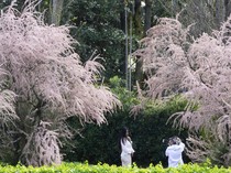 Cantiknya Bunga Sakura Bermekaran di Distrik EUR Roma