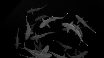 Dancing White Tips hasil jepretan Eduardo Labart yang diambil di Roca Partida, Meksiko. Foto ini memenangkan kategori Black and White dan didapuk sebagai juara umum Best in Show. Foto: Eduardo Labart/Ocean Art Underwater Photo Contest 2024