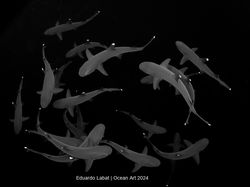 Terpukau Jawara Kontes Foto Underwater, Ada yang Dijepret di Indonesia