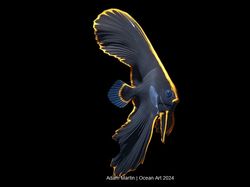 Terpukau Jawara Kontes Foto Underwater, Ada yang Dijepret di Indonesia