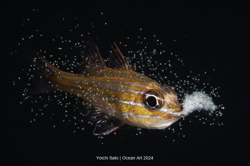 Ocean Art Underwater Photo Contest 2024