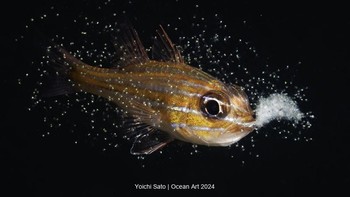 Kategori Marine Life Behavior dimenangkan oleh Born From Mouth hasil jepretan Yoichi Sato. Foto ini diambil di Minamisatsuma, Kagoshima, Jepang. Foto: Yoichi Sato/Ocean Art Underwater Photo Contest 2024