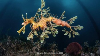 Exceptional Shipping karya Stefano Cerbai menjuarai kategori Portrait. Foto ini diambil di Australia. Foto: Stefano Cerbai/Ocean Art Underwater Photo Contest 2024
