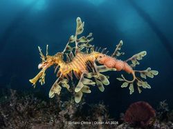Terpukau Jawara Kontes Foto Underwater, Ada yang Dijepret di Indonesia