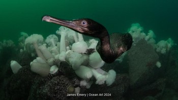 Curious Cormorant hasil jepretan James Emery memenangkan kategori Cold Water. Foto ini diambil di Metridium Fields, California, Amerika Serikat. Foto: James Emery/Ocean Art Underwater Photo Contest 2024