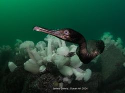 Terpukau Jawara Kontes Foto Underwater, Ada yang Dijepret di Indonesia