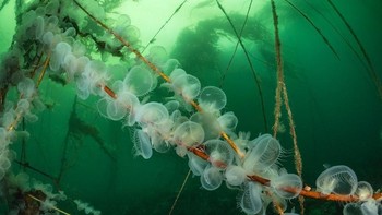 Hooded Nudibranchs hasil jepretan Borut Furlan menjadi juara di kategori Nudibranchs. Foto: Borut Furlan/Ocean Art Underwater Photo Contest 2024