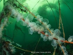 Terpukau Jawara Kontes Foto Underwater, Ada yang Dijepret di Indonesia