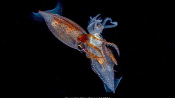 Hunting karya Kyungshin Kim menjuarai kategori Blackwater. Foto ini diambil di Anilao, Filipina. Foto: Kyungshin Kim/Ocean Art Underwater Photo Contest 2024