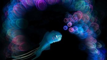 Unkoo Kim dengan foto bertajuk Desire menjuari kategori Underwater Digital Art. Foto ini diambil di Seogwipe, Jeju, Korea Selatan. Foto: Unkoo Kim/Ocean Art Underwater Photo Contest 2024