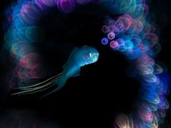 Terpukau Jawara Kontes Foto Underwater, Ada yang Dijepret di Indonesia