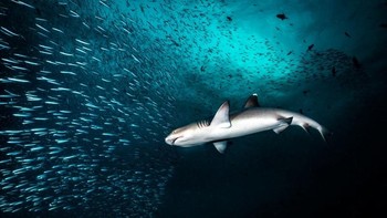 Hunting in the Night hasil jepretan Marco Lausdei menjuarai kategori Compact Wide Angle. Foto ini diambil di Maladewa. Foto: Marco Lausdei/Ocean Art Underwater Photo Contest 2024