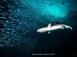 Terpukau Jawara Kontes Foto Underwater, Ada yang Dijepret di Indonesia