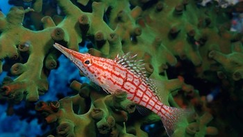 Longnose Hawkfish hasil jepretan Naomi Springett menjuarai kategori Compact Macro. Foto ini diambil di Great Barrier Reef, Australia. Foto: Naomi Springett/Ocean Art Underwater Photo Contest 2024