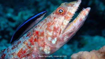 Mutualism hasil jepretan Naomi Springett menjuarai kategori Compact Behavior. Foto ini diambil di Great Barrier Reef, Australia. Foto: Naomi Springett/Ocean Art Underwater Photo Contest 2024