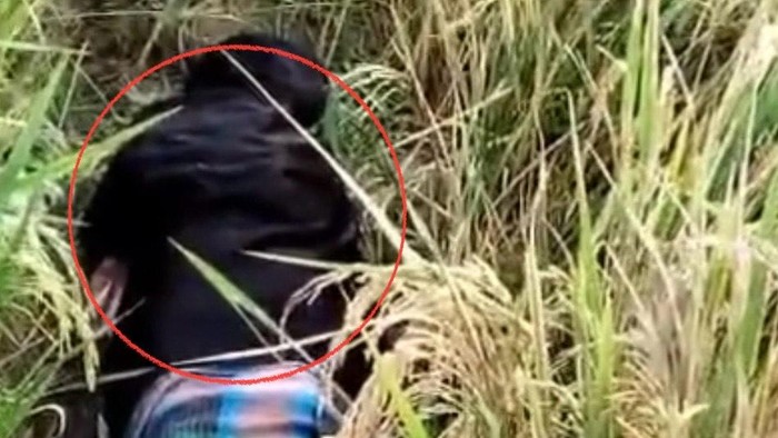 Penemuan mayat perempuan di pematang sawah di Pinrang.