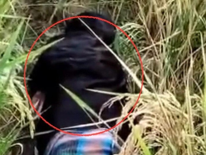 Penemuan mayat perempuan di pematang sawah di Pinrang.