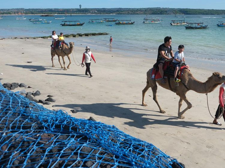 Serunya Wisata Naik Unta di Pinggir Pantai Bali