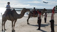 Pengelola wisata naik unta di pantai itu mengatakan pada liburan Idul Fitri 1446 Hijriah jumlah wisatawan nusantara yang menyewa wahana tersebut sekitar 60-70 orang per hari.
