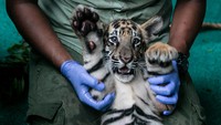 Petugas bermain dengan anak harimau Benggala (Panthera tigris tigris) saat acara pengenalan dan pemberian nama koleksi satwa baru di Solo, Safari, Solo, Jawa Tengah, Rabu (2/4/2025). 