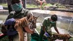 3 Anak Harimau Benggala Jadi Koleksi Baru Solo Safari