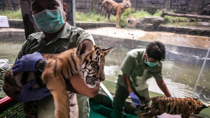 3 Anak Harimau Benggala Jadi Koleksi Baru Solo Safari Petugas bermain dengan anak harimau Benggala (Panthera tigris tigris) saat acara pengenalan dan pemberian nama koleksi satwa baru di Solo, Safari, Solo, Jawa Tengah, Rabu (2/4/2025). Ketiga anak harimau Benggala yang lahir pada 29 Desember 2024 tersebut diberi nama Bantala (tanah), Tirta (air) dan Maruta (angin) menjadi koleksi satwa baru Solo Safari. ANTARA FOTO/Mohammad Ayudha/foc.