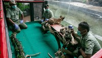 Ketiga anak harimau Benggala yang lahir pada 29 Desember 2024 tersebut diberi nama Bantala (tanah), Tirta (air) dan Maruta (angin).