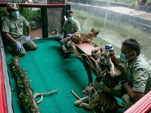 Solo Safari Tambah Koleksi 3 Bayi Harimau