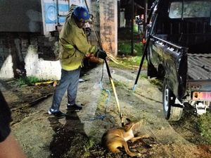 Damkar Gorontalo Tangkap Anjing Liar yang Coba Serang Warga di Desa Dulomo