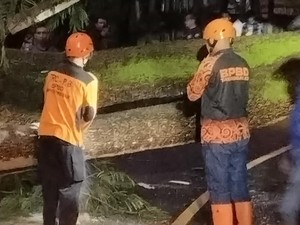 Pohon Tumbang Sempat Tutup Total Jalan Nasional Trenggalek-Ponorogo